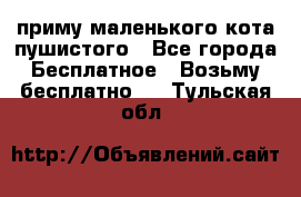 приму маленького кота пушистого - Все города Бесплатное » Возьму бесплатно   . Тульская обл.